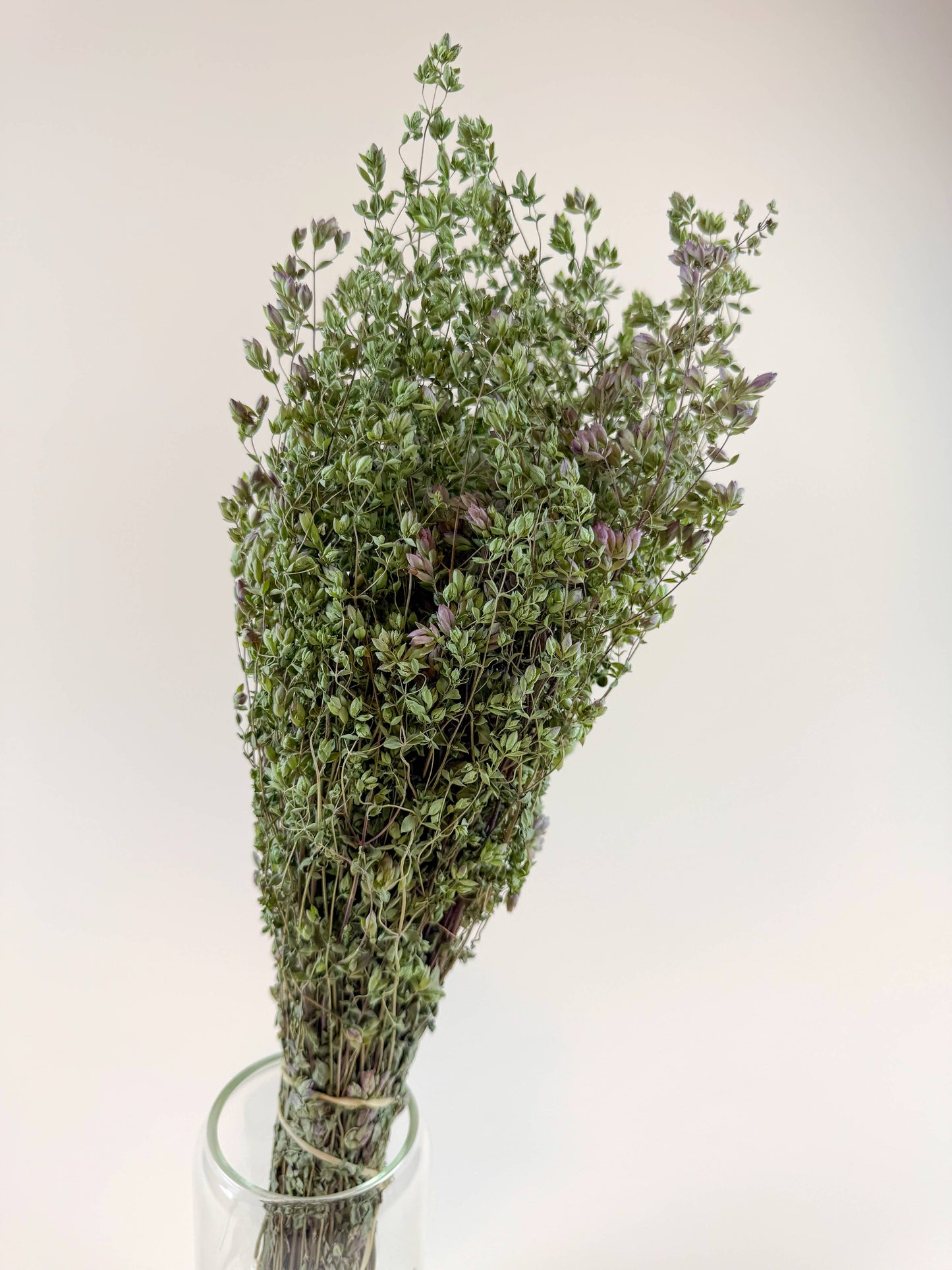 Santa Cruz Oregano – Green, Naturally Dried Floral Herb