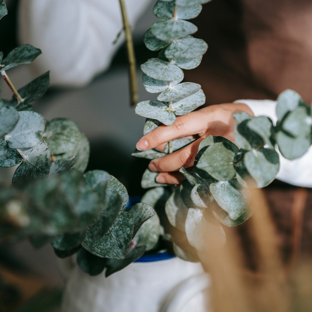 Preserved Eucalyptus Bundle