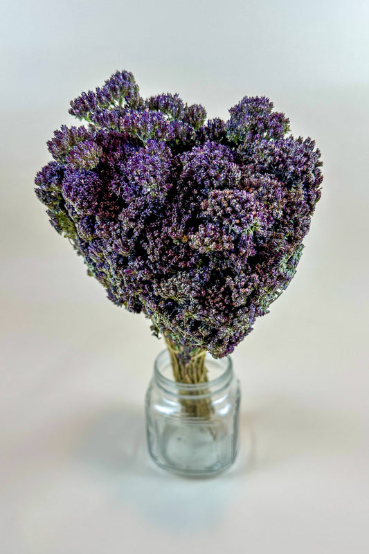 Purple Blossom Greek Oregano – Naturally Dried