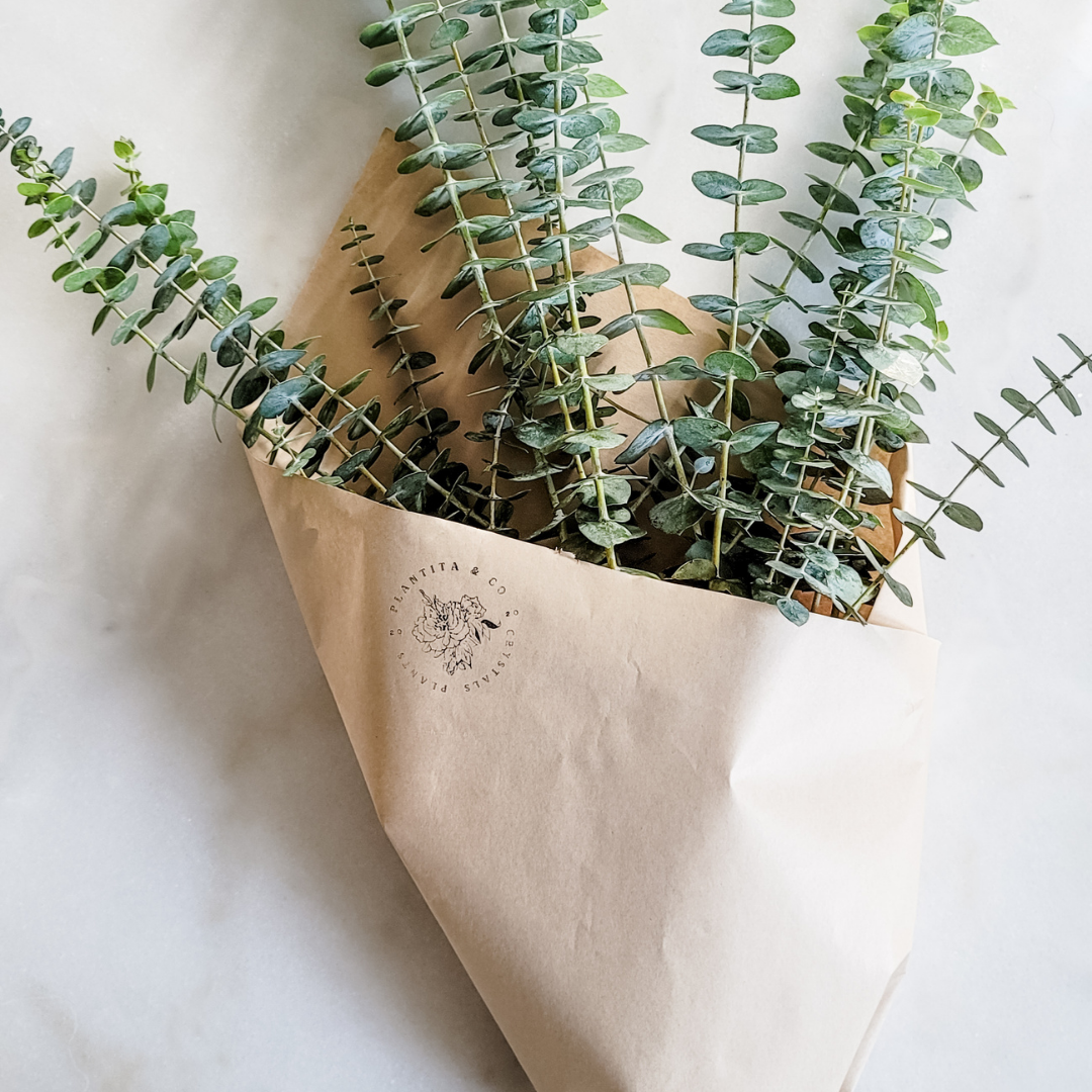 Preserved Eucalyptus Bundle