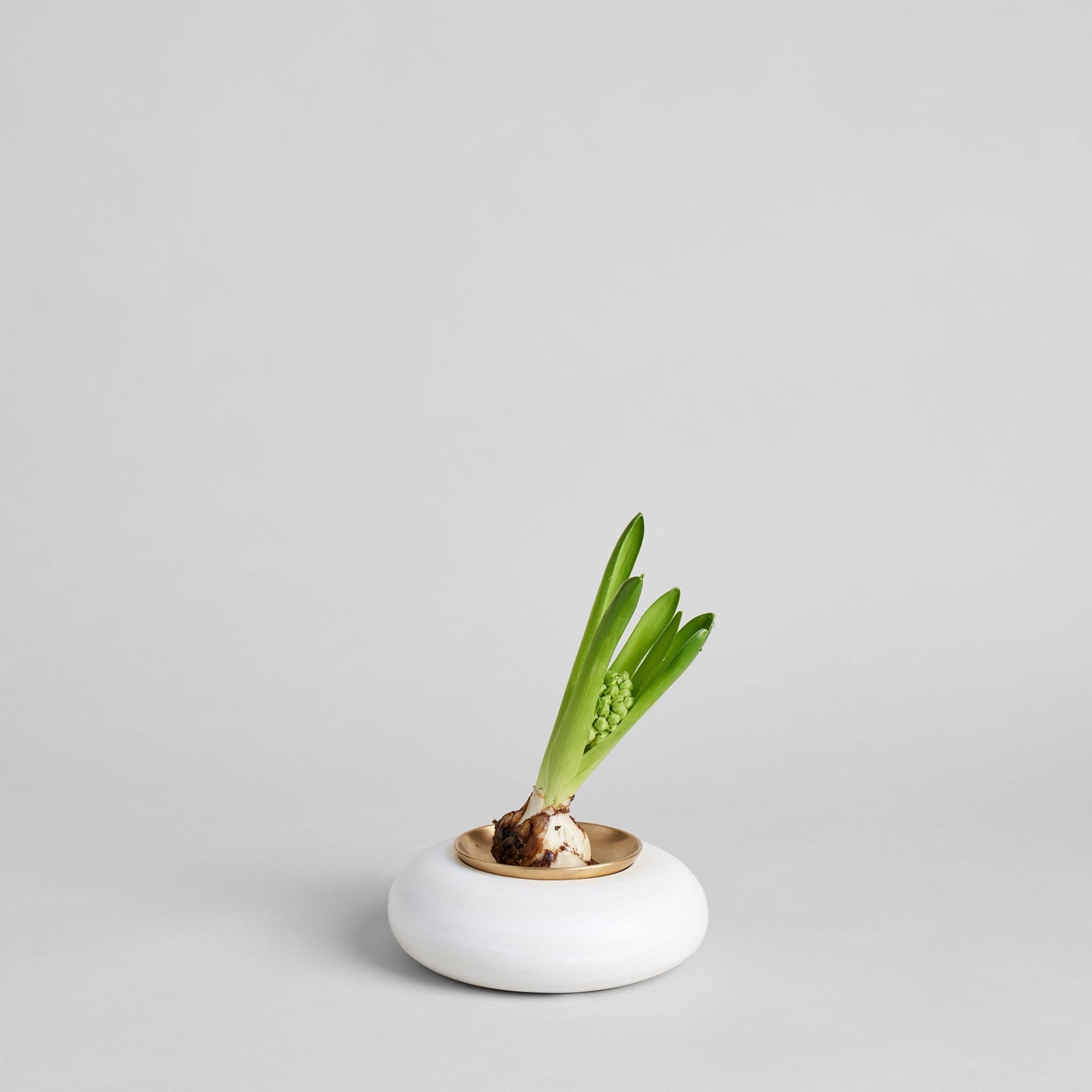 Brass Frogs: Ikebana + Multi Stem